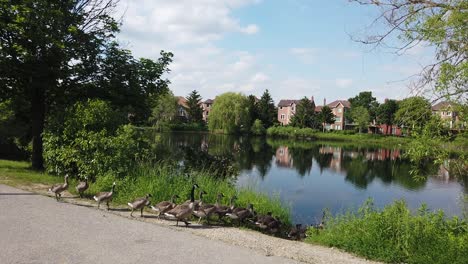 A-flock-of-Canada-geese-marches-towards-a-lake