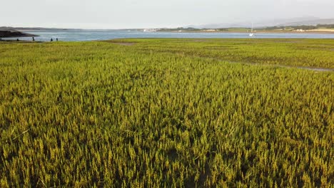 Wild-Sea-Asparagus-or-Samphire-growing-on-marshy-coast-of-North-Wales-at-low-tide-in-Summer,-UK