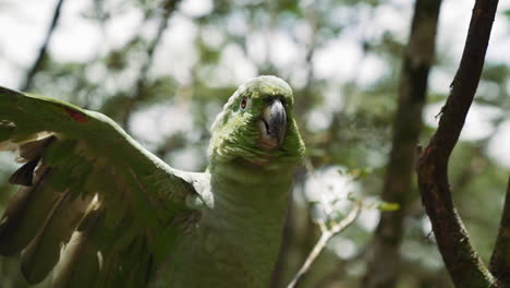 Parrot-talking-with-tourists-Amazonas-Ecuador