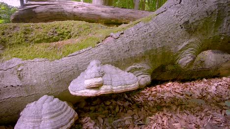 Tinder-mushroom-on-a-trunk-of-fallen-trees-in-the-forest