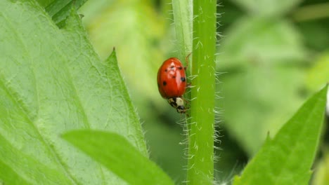 A-red-ladybug-crawls-down-a-hairy-green-plant-in-slow-motion,-close-up-shot