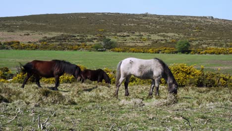 Peaceful-grazing-Dartmoor-Ponies-near-Sharp-Tor-in-rugged-Devon-countryside,-England,-UK