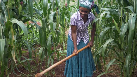 A-slow-motion-wide-shot-of-an-African-woman-digging-with-a-hoe-in-the-soil-in-her-corn-field-in-rural-Africa
