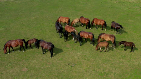 Pferde-Grasen-Auf-Der-Weide,-Luftaufnahme-Einer-Grünen-Landschaft-Mit-Einer-Herde-Brauner-Pferde,-Europäische-Pferde-Auf-Der-Wiese