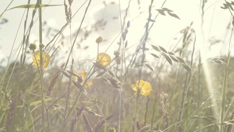 Butterblumen-Wildblumen-Auf-Einer-Ländlichen-Wiese