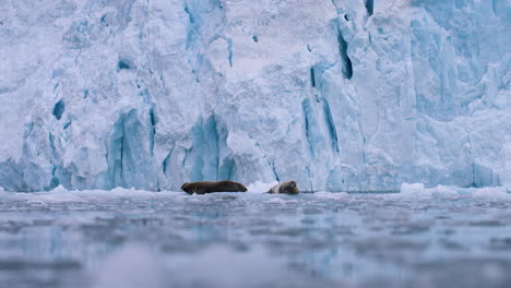 Two-bearded-seals-float-on-icebergs-in-front-of-glacier-and-look-around-anxiously---Filmed-in-the-Arctic