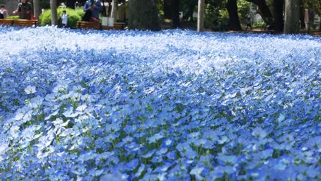 Field-of-the-Blue-Nemophila-Flower-in-Hibiya-Park-Garden--Tokyo,-Japan-in-summer-spring-sunshine-day-time--4K-UHD-video-movie-footage-short