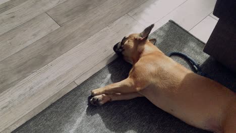 A-small-sweet-French-bulldog-lies-on-the-floor-on-a-grey-carpet-in-the-house,-drags-out-and-looks-at-the-lens,-is-curious-about-the-whole-situation