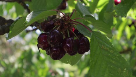 bunch-of-cherries-hanging-off-a-branch-ready-to-be-harvested-during-windy-summer-day