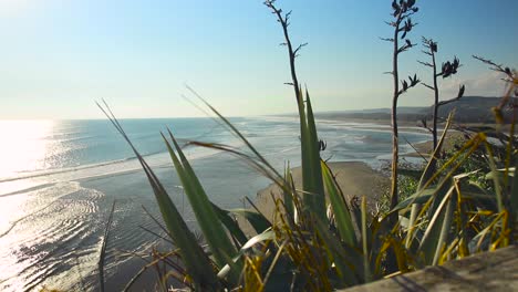 muriwai-beach-view-and-new-zealand-native-plants-on-a-sunny-day
