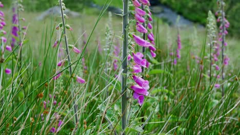 Busy-bee-pollinating-Foxglove-flowers-in-the-countryside,-UK