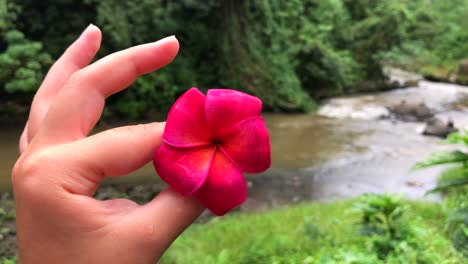 Girando-Un-Plumeria-Rosa-Y-Rojo-Frangipani-Flor-árbol-Tropical-Exótico-Con-Flores-Fragantes-Junto-Al-Río-En-Ubud,-Bali