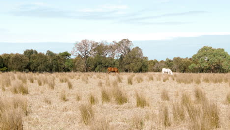 Eine-Kastanie-Und-Ein-Palomino-Pferd,-Die-Auf-Einer-Trockenen-Australischen-Koppel-Grasen