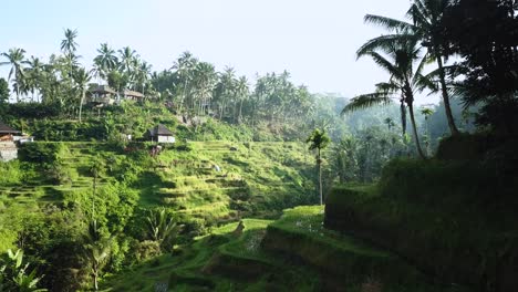 Drone-shot-going-around-a-corner-and-revealing-the-beautiful-Tegalalang-Rice-Terraces-in-Bali,-Indonesia-on-a-clear-sunny-morning