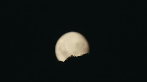Guanaco-grazes-in-front-of-moon