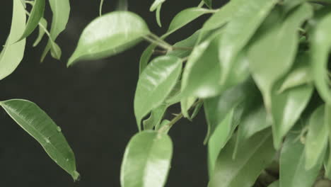 Regentropfen-Fallen-Auf-Die-Blätter-Einer-Kleinen-Pflanze,-Dunkler-Hintergrund