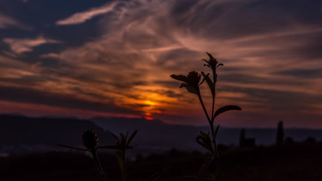 Blume-In-Der-Natur-Sonnenuntergang-Zeitraffer