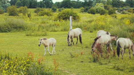Group-of-horses-are-eating-grass-together