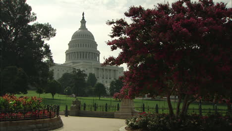 Zoom-To-U.S.-Capitol-Through-Flowers,-Washington-D.C