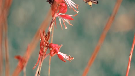 Biene-Auf-Einem-Fliegenden-Garten