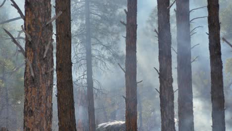 Hitzewellen-Und-Rauch-Während-Eines-Waldbrandes