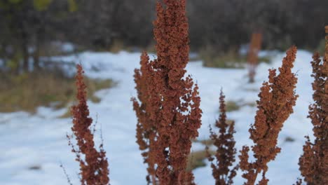 LKW-Ließ-Trockene-Lupinus-Wildblumen-Auf-Einem-Verschneiten-Feld-Stehen