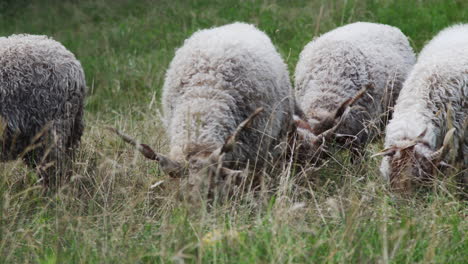 Schafe-Mit-Langen-Hörnern,-Die-Gras-Fressen