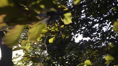 Ein-Zeitlupenclip-Von-Ästen-Und-Blättern-Im-Herbst-Mit-Den-Sonnenstrahlen-Von-Hinten