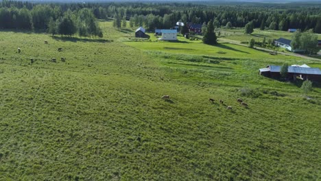 Drone-shot-of-a-big-meadow-pen-with-some-cows