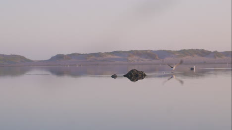 Kelp-Möwe-Fliegt-Nur-Von-Felsen-In-Der-Lagune,-Wunderschöne-Spiegelung-Auf-Der-Wasseroberfläche,-Während-Sie-Bei-Sonnenuntergang-Davonfliegt