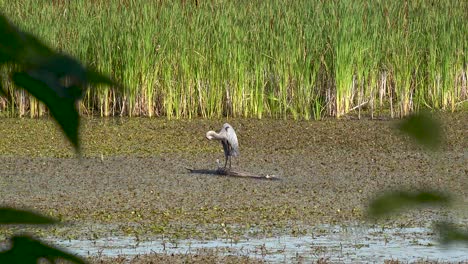 great-blue-heron-on-a-log-in-swampy-wetland-4k
