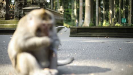 A-shot-of-large-Balinese-Long-Tailed-monkey-snacking-on-some-peanuts