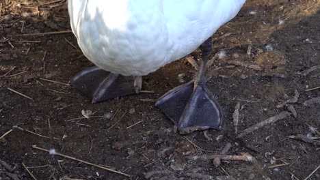 Close-up-of-a-mute-swans-feet-standing-on-the-ground