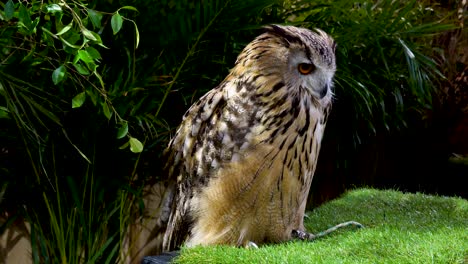 Beautiful-eurasian-eagle-owl-portrait