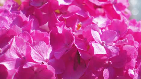 Flores-De-Hortensia-Rosas-Vibrantes-Y-Hermosas-En-Un-Día-Soleado-De-Verano,-Primer-Plano