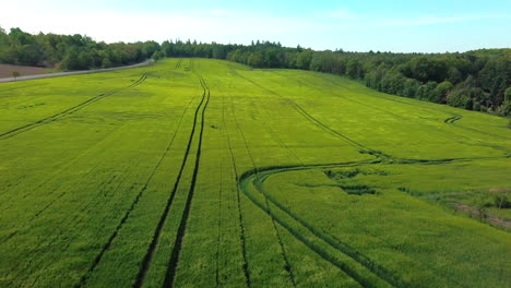 Aerial-view-of-crop-field-blowing-in-the-wind-with-forest-in-the-background-in-a-rural-area