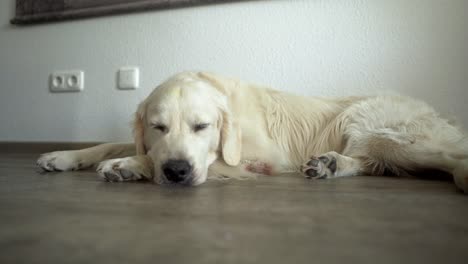 Close-up-of-white-dog-laying-on-the-ground-inside-with-its-head-on-its-paw-looking-tired