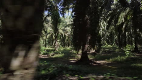 Palmen-Aus-Einer-Palmölplantage-In-Costa-Rica