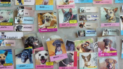 Wall-with-pictures-of-dogs-to-adopt-at-Lanta-Animal-Welfare-in-Ko-Lanta,-Thailand---slow-motion