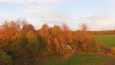 Drone-flying-low-over-farmland-ascends-above-treetops-to-reveal-fall-foliage