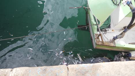 Dead-fish-floating,-with-garbage-in-the-sea-port