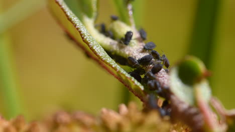 Black-aphids-eating-a-plant-in-Finnish-bog