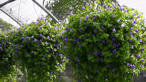 Hanging-basket-purple-Petunia-flowers-inside-greenhouse-garden-blowing-in-the-wind