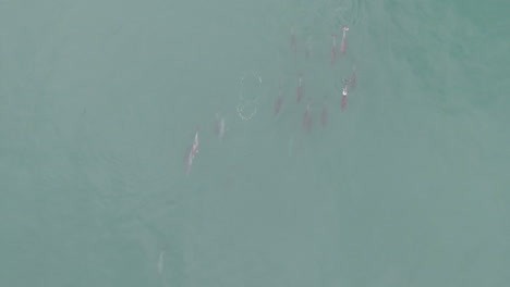 Aerial-school-of-Dolphins-swimming-along-coast-in-South-Africa