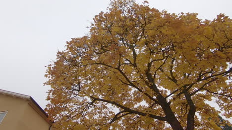 Mirando-Hacia-Arriba-En-La-Parte-Superior-Del-árbol-Con-Hojas-Amarillas-A-Mediados-De-Octubre
