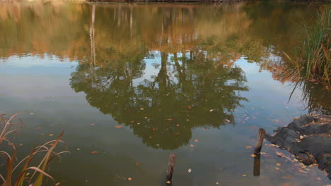 Spiegelung-Eines-Baumes-Im-Herbst-In-Einem-See---Teich-In-Zeitlupe