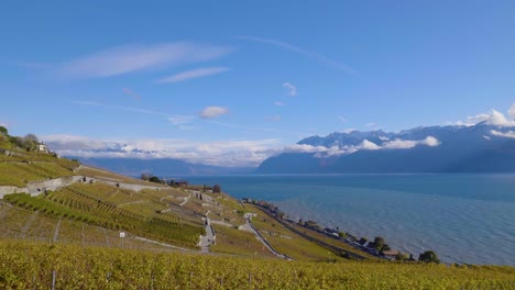 Lavaux-Weinberg-An-Einem-Kalten,-Windigen-Herbsttag,-Goldene-Blätter,-Blauer-Genfersee-Und-Schneebedeckte-Alpengipfel-Im-Hintergrund