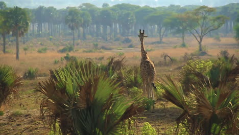 Giraffe-strolling-through-African-savanna