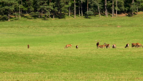 Deer-in-the-mating-period-in-the-belgian-ardennes