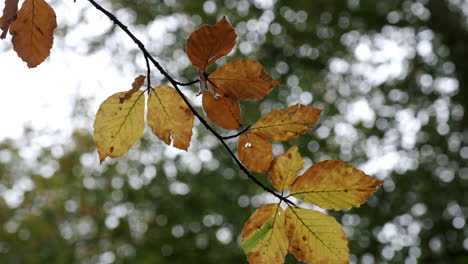 Alle-Schattierungen-Des-Herbstes-Kommen-Zum-Vorschein,-Wenn-Die-Blätter-Im-Wald-In-Worcestershire,-Großbritannien,-Ihre-Farbe-ändern-Und-Im-Saisonalen-Wind-Wehen
